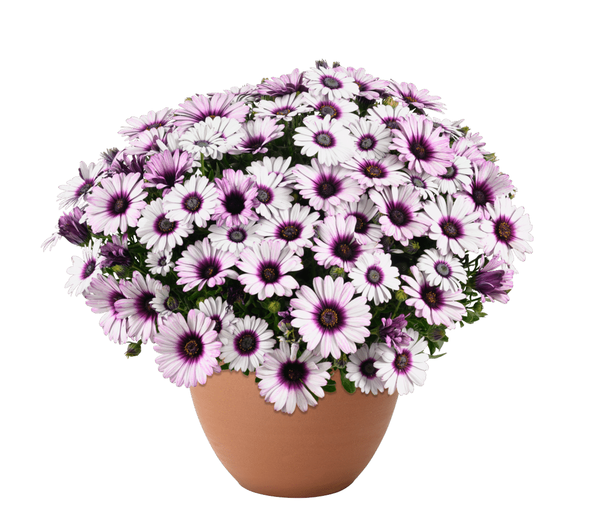 BESTIES™ Playful Bicolor Purple - Danziger