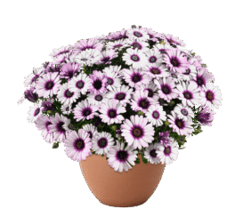 Besties Playful Bicolor Purple