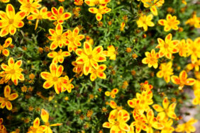 Blazing Fireworks™