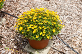 Blazing Fireworks™