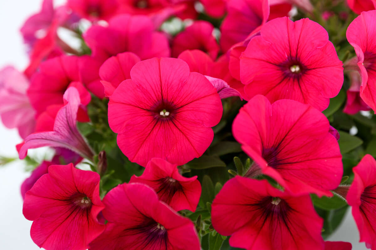 CASCADIAS™ Fuchsia Imp. - Danziger