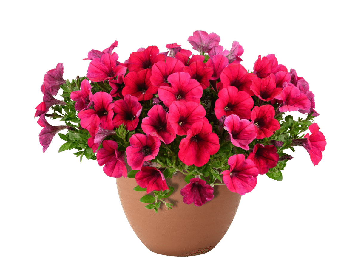 CASCADIAS™ Fuchsia Imp. - Danziger