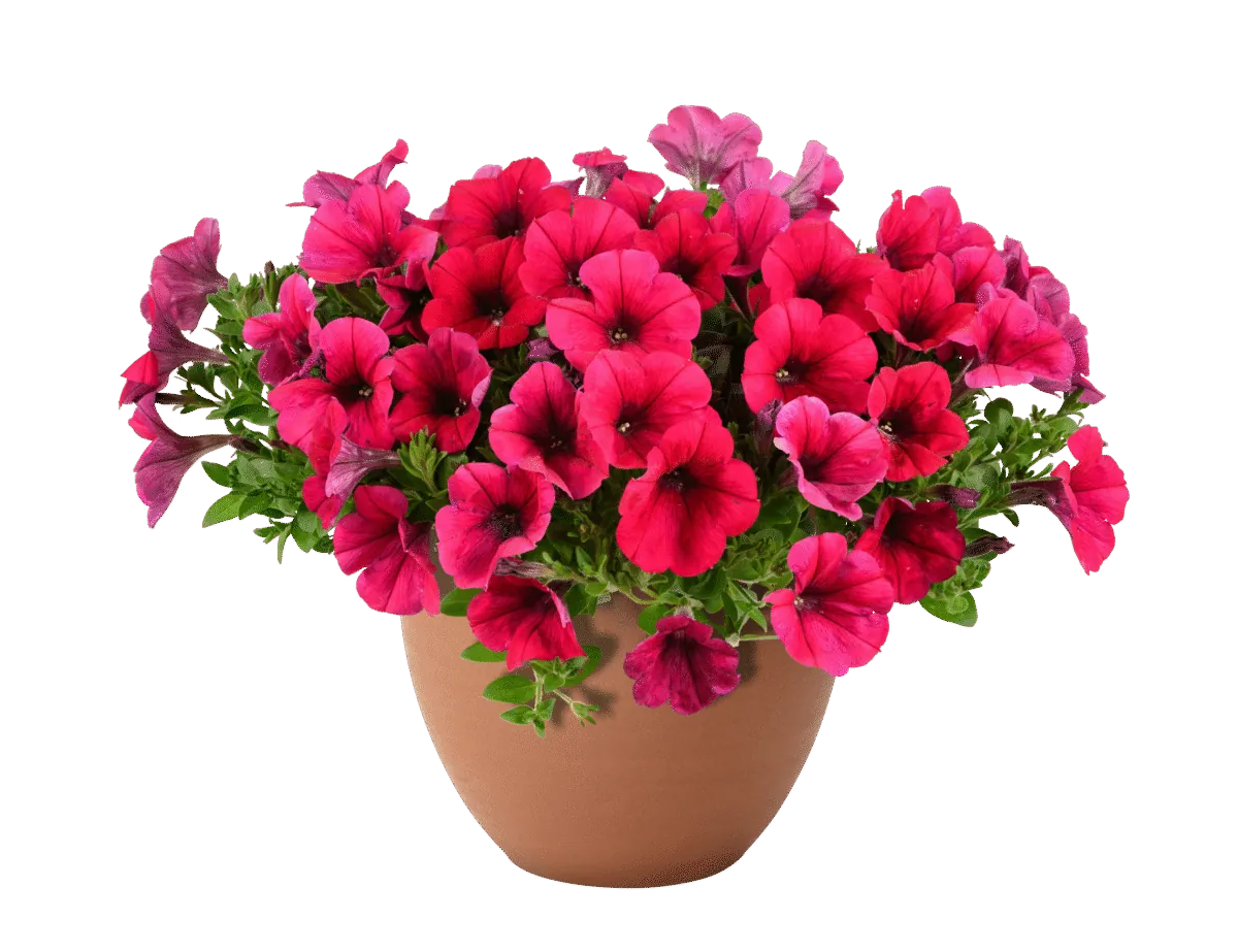 Cascadias Fuchsia Imp.