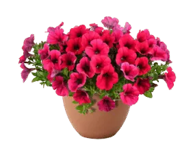 Cascadias Fuchsia Imp.