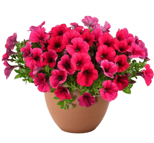 Cascadias Fuchsia Imp.