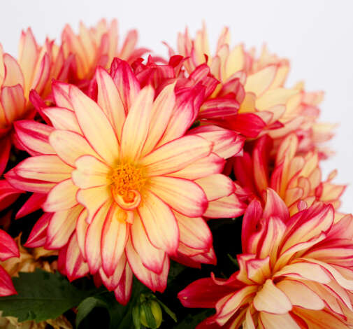 Darlin' Radiant Cherry