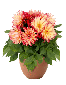 Darlin' Radiant Cherry