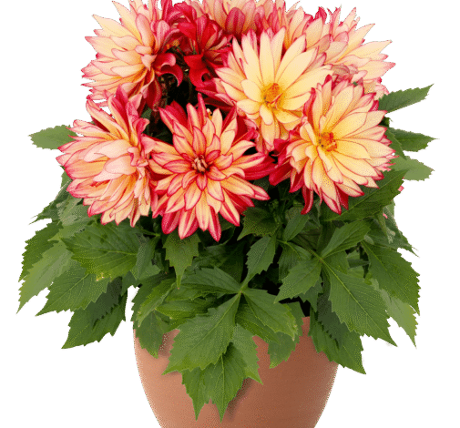 Darlin' Radiant Cherry