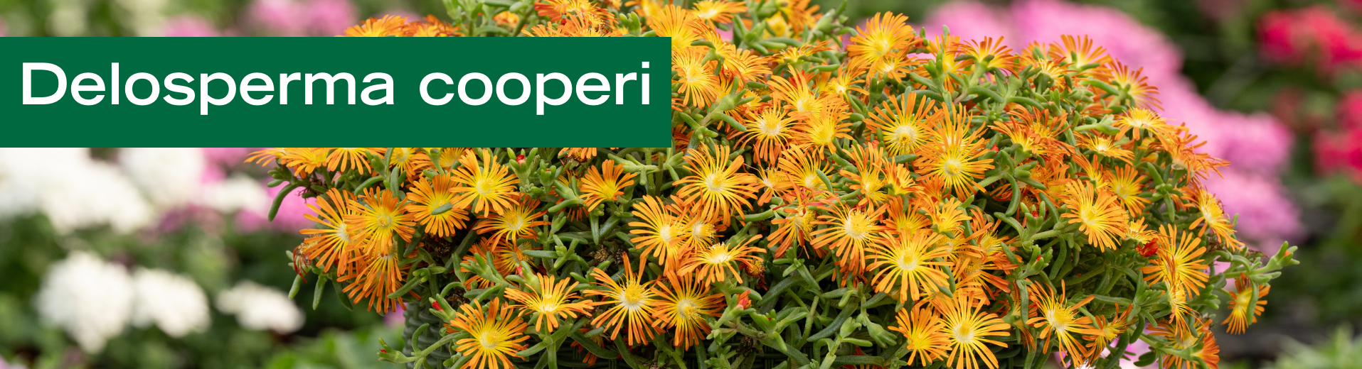 Delosperma cooperi