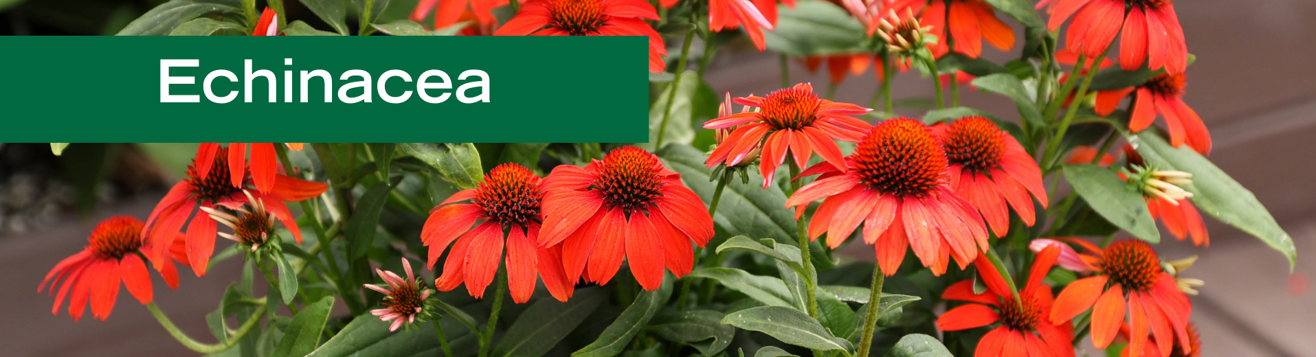 Echinacea