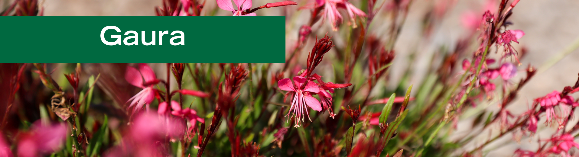 Gaura