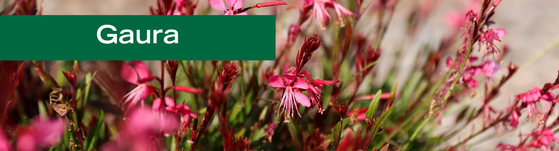 Gaura