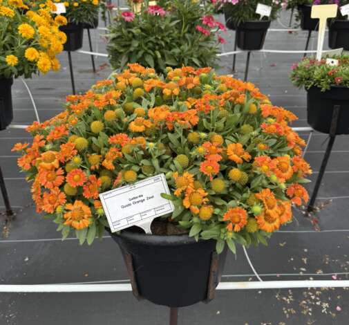 GUSTO™  Orange Zest