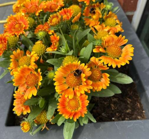 GUSTO™  Orange Zest