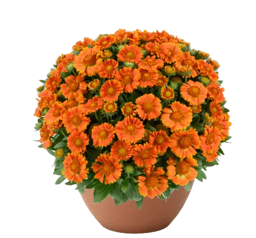 GUSTO™  Orange Zest