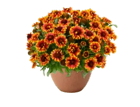 Gusto Swift Saffron