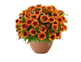 Gusto Swift Saffron