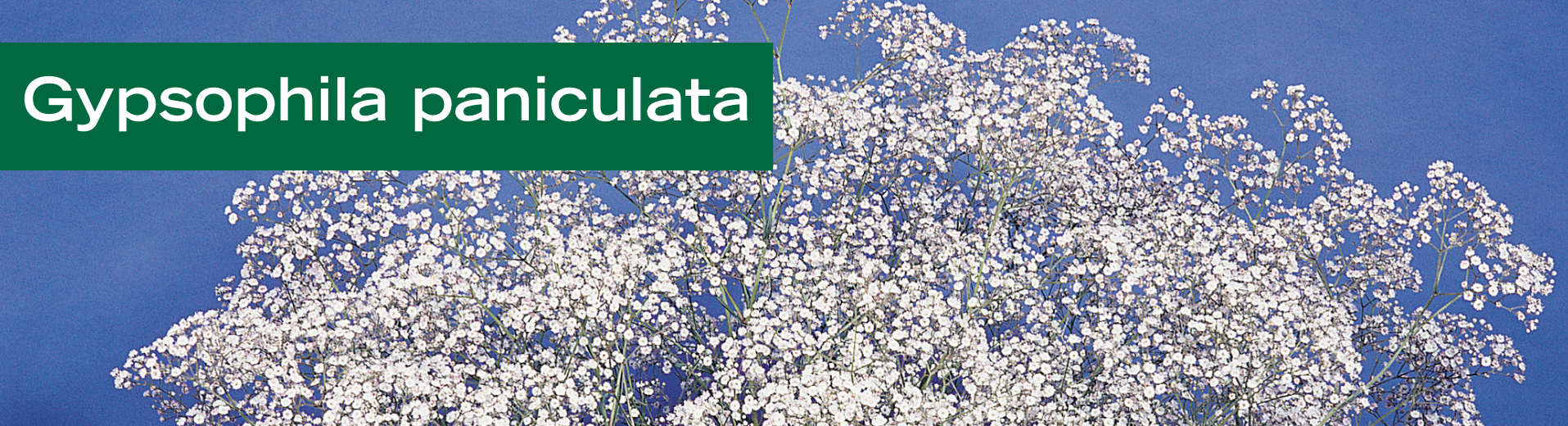Gypsophila paniculata