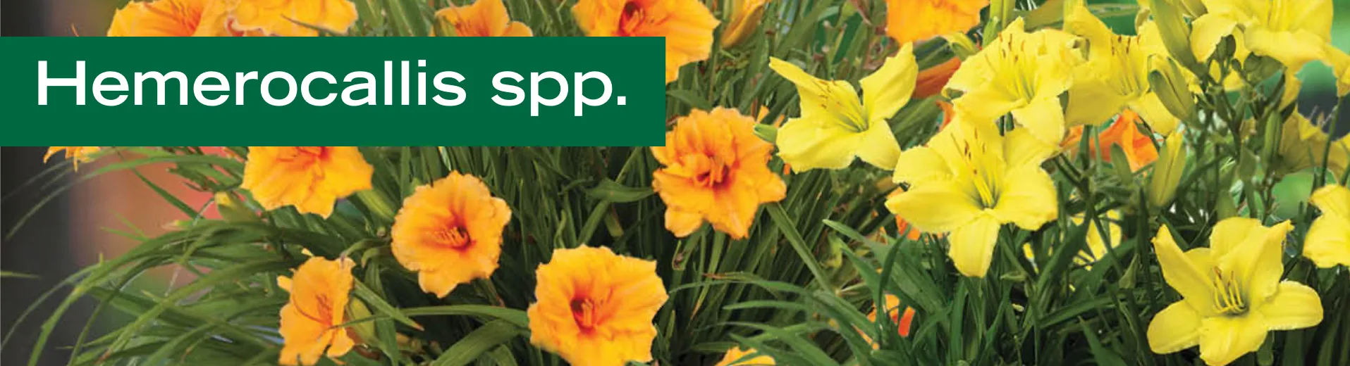Hemerocallis spp