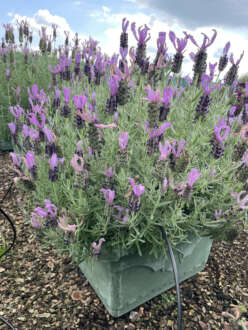 Laveanna Ultra Violet