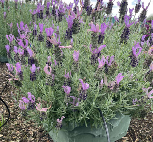 Laveanna Ultra Violet