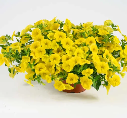 Lia Mega Yellow