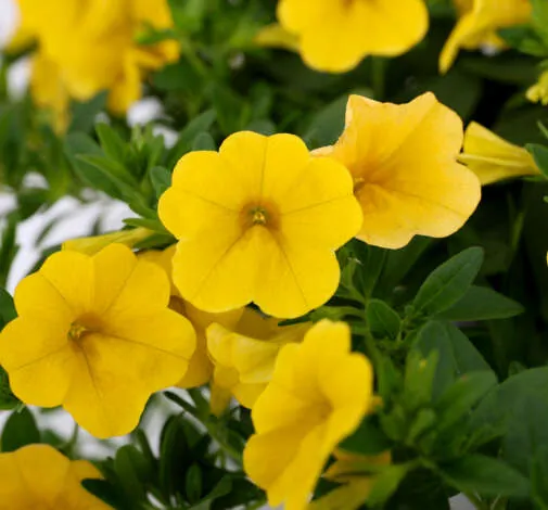 Lia Mega Yellow