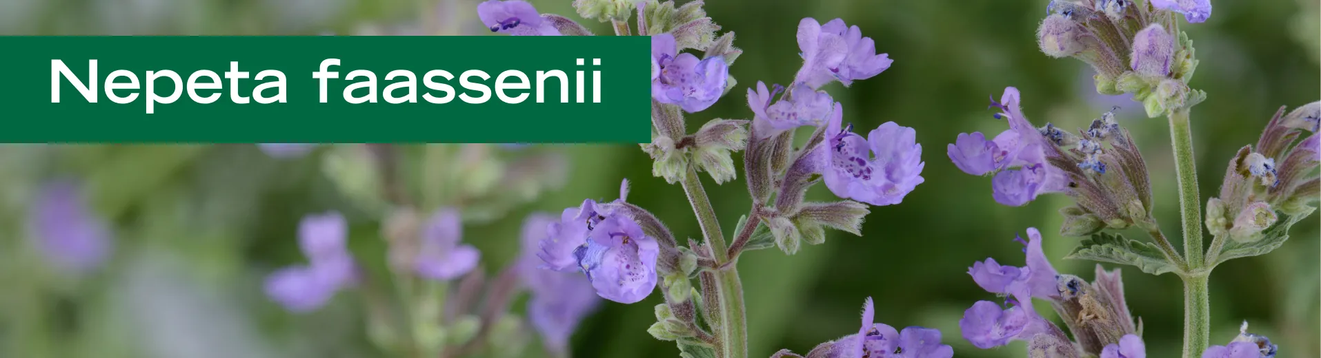 Nepeta faassenii