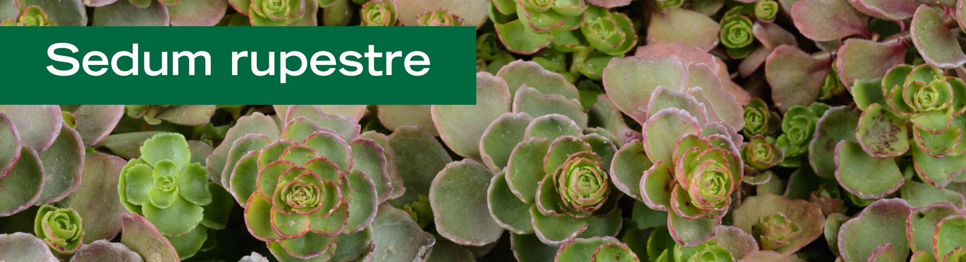 Sedum rupestre