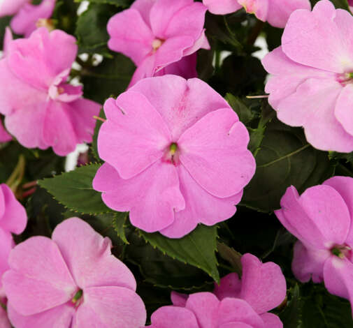 Sol Luna Prime Lavender