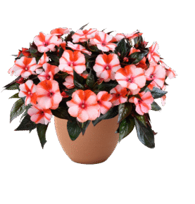 Sol Luna orange Duet