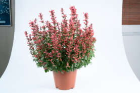 Sunny Sparks Rosy Mood (1)