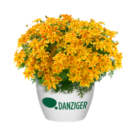 Blazing Fireworks™