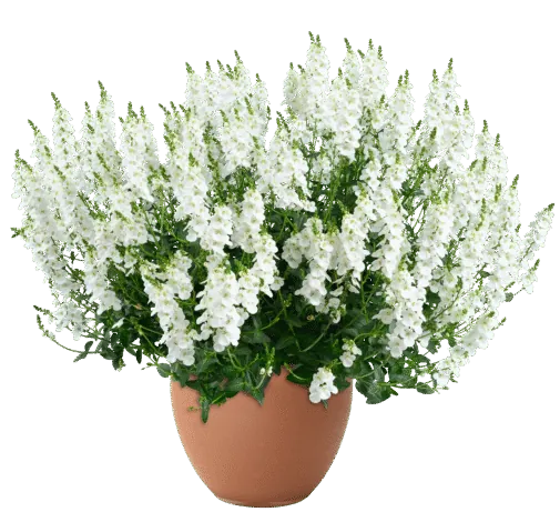 Trinity White