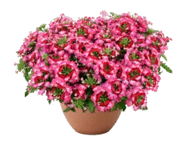 Vanessa Compact Bicolor Red
