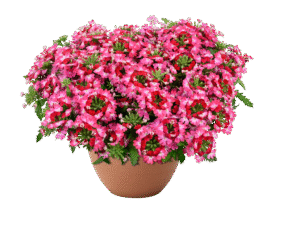 Vanessa Compact Bicolor Red