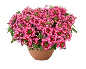 Vanessa Compact Bicolor Red