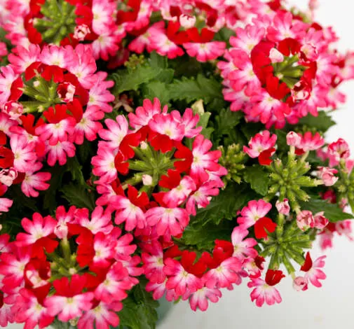 Vanessa Compact Bicolor Red