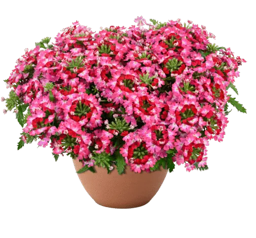 Vanessa Compact Bicolor Red