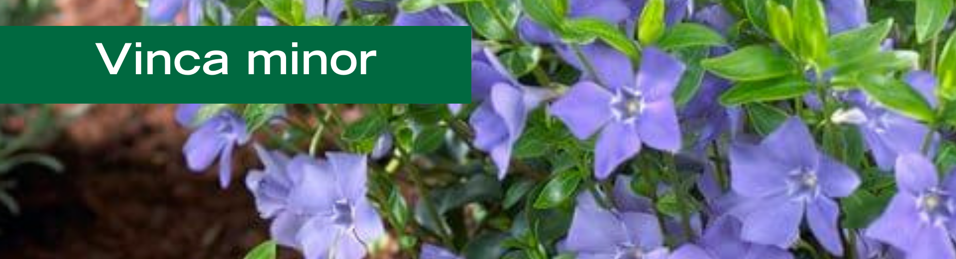 Vinca minor