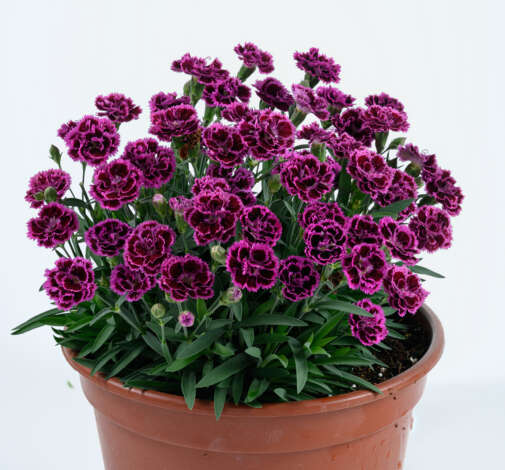 Delilah Shiraz Velvet