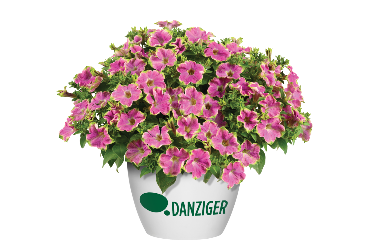 Littletunia® White Grace - Danziger