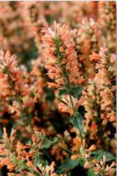 Agastache Peach Pearl