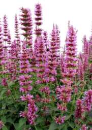 Agastache ‘Prince’s Plume’