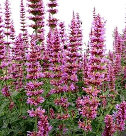 Agastache ‘Prince’s Plume’