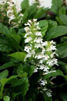 Ajuga NOVA® ‘White’