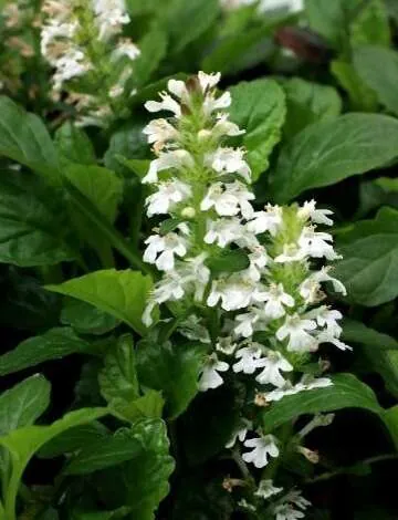 Ajuga NOVA® ‘White’