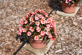 SOL LUNA™ Orange Duet