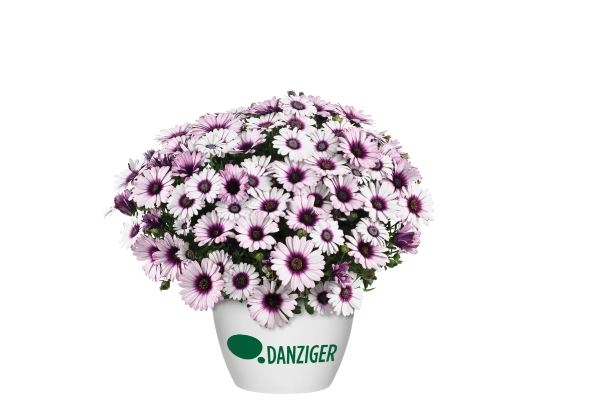 BESTIES™ Playful Bicolor Purple