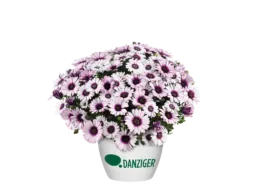 BESTIES™ Playful Bicolor Purple